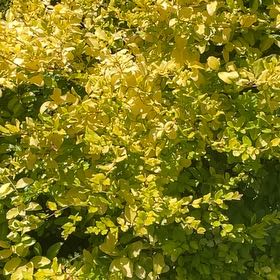 Photo of the plant species Ligustrum Ovalifolium by @AngelicWaxvine named Kardashian on Greg, the plant care app