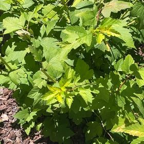 Photo of the plant species Atlantic Ninebark by @AngelicWaxvine named Baesil on Greg, the plant care app