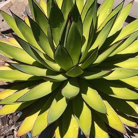 Photo of the plant species Coastal Agave by @AngelicWaxvine named Eva on Greg, the plant care app