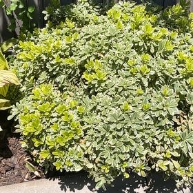 Photo of the plant species Japanese Cheesewood by @AngelicWaxvine named Terra on Greg, the plant care app