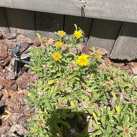 Photo of the plant species Treasureflower by @AngelicWaxvine named Pax on Greg, the plant care app