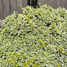 Photo of the plant species Japanese Cheesewood by @AngelicWaxvine named Homer on Greg, the plant care app