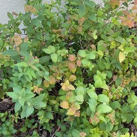Photo of the plant species Japanese Meadowsweet by @AngelicWaxvine named By Hot Tub 2 on Greg, the plant care app