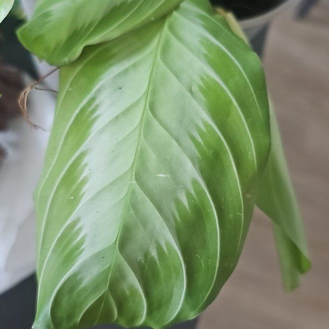 Photo of the plant species calathea by @ChosenArnoseris named Drake on Greg, the plant care app