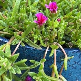 Photo of the plant species Common Ice Plant by @PiousGardenleek named Dainty Lady on Greg, the plant care app