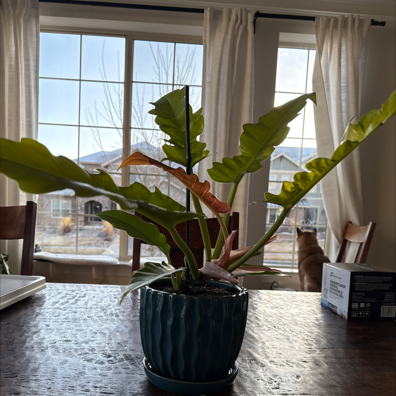 Photo of the plant species Philodendron 'Golden Saw' by @SuperSucc named Dax on Greg, the plant care app