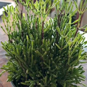 Photo of the plant species Coral Cactus by @SuperSucc named Cora on Greg, the plant care app