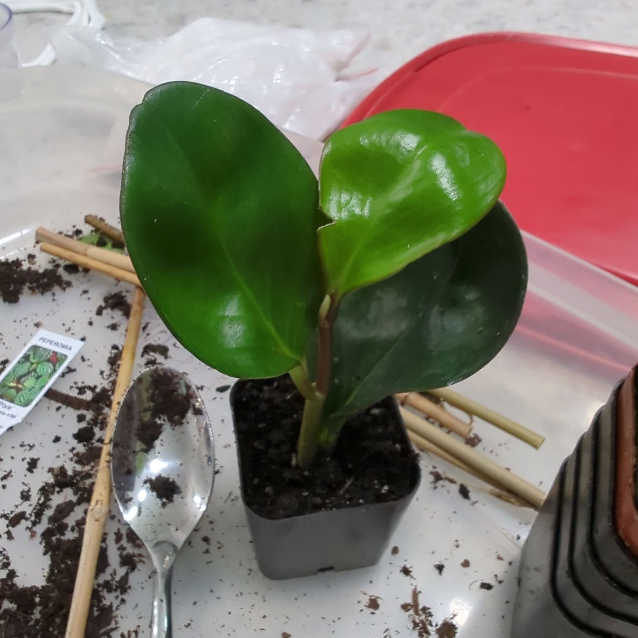 Variegated Teardrop Peperomia plant in a black pot with visible soil and gardening tools.