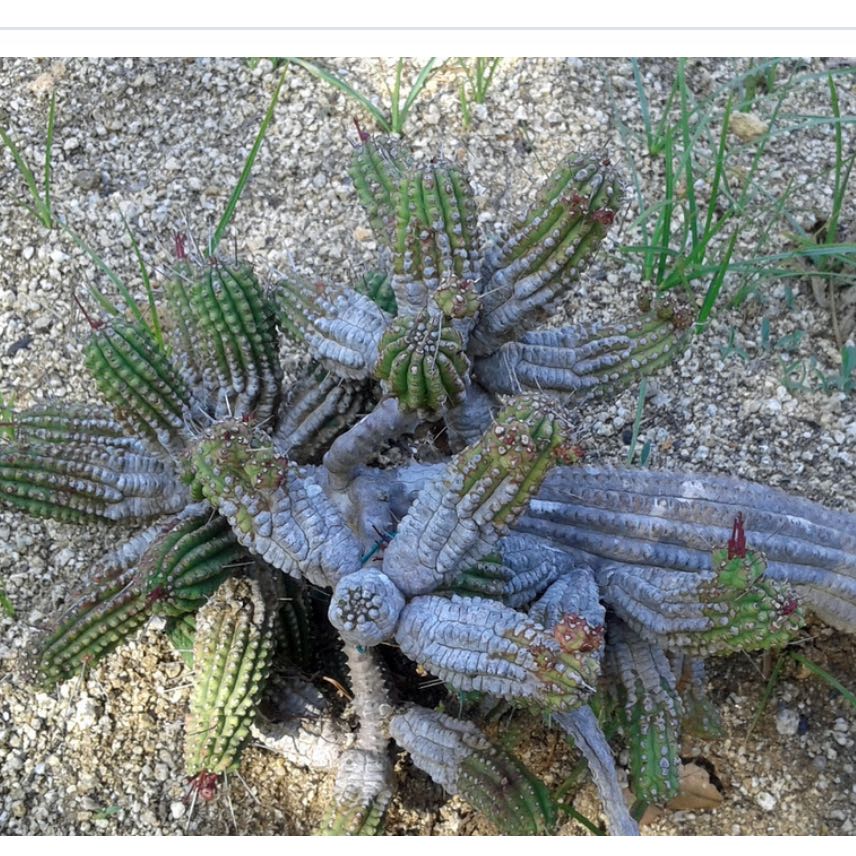 Corncob Cactus with multiple stems in sandy soil, some browning visible.