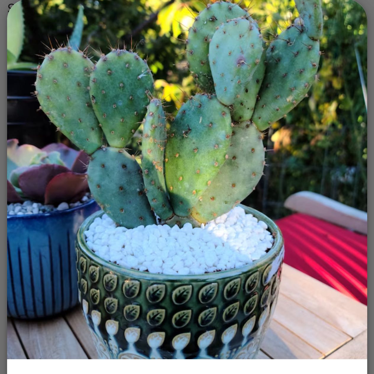 Photo of the plant species Opuntia 'Amethyst Wave' by @ChampPizzathyme named Marley on Greg, the plant care app