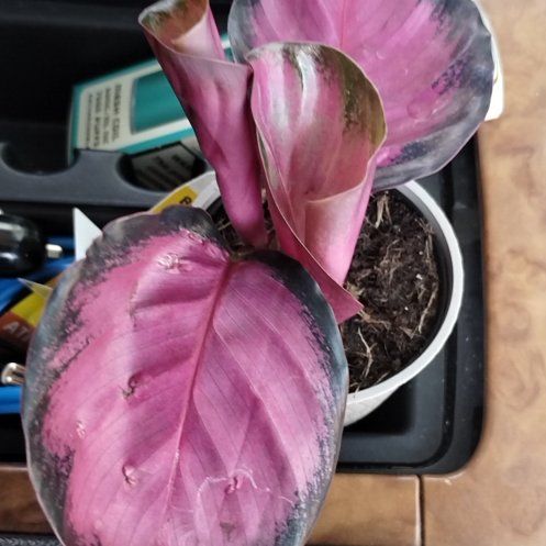 Photo of the plant species Calthea Red Mojo by @GuruTerranium named Sproutacus on Greg, the plant care app