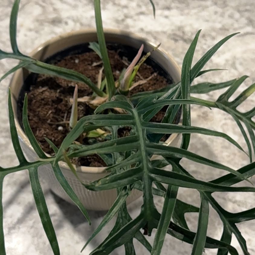 Philodendron tortum plant in a pot with visible soil, healthy green leaves.