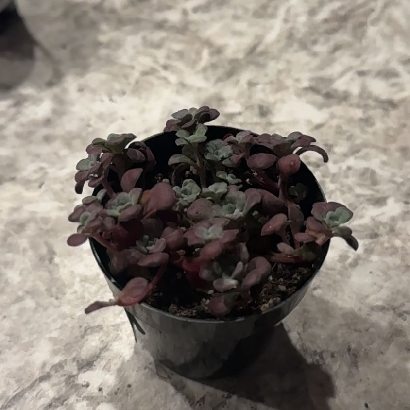 Photo of the plant species Sedum spathulifolium 'Carnea' by @EarthlyMarigold named Morgan Treeman on Greg, the plant care app