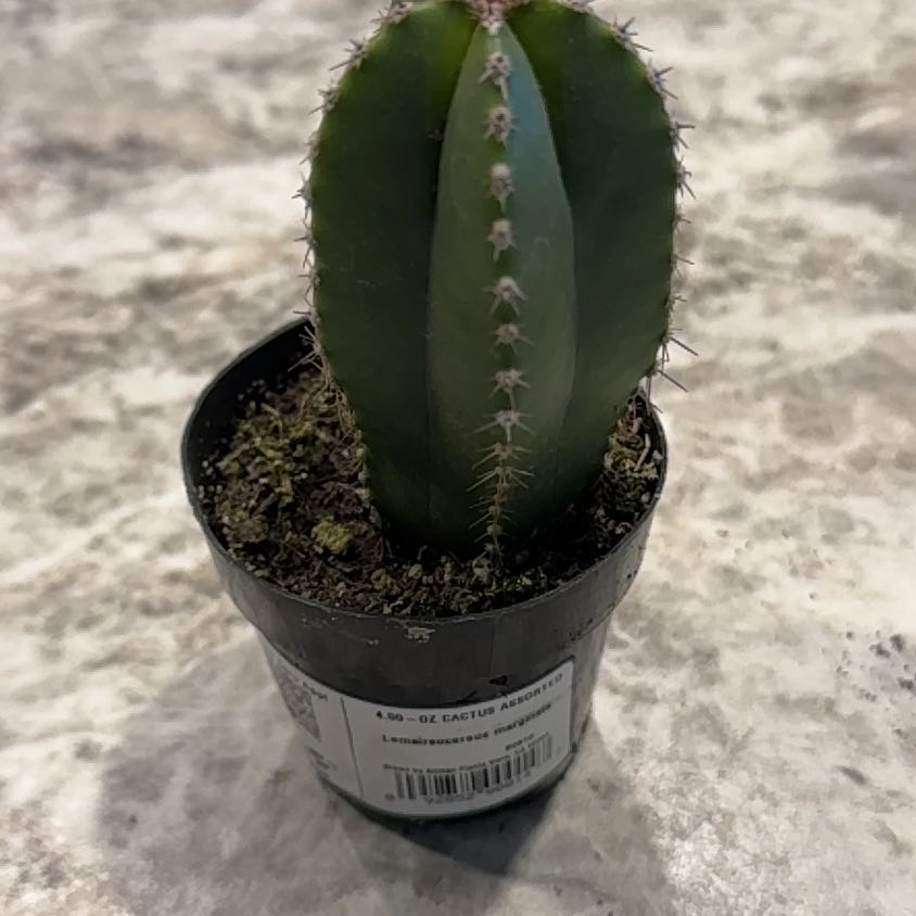 Photo of the plant species Lemaireocereus marginata by @EarthlyMarigold named Lola on Greg, the plant care app
