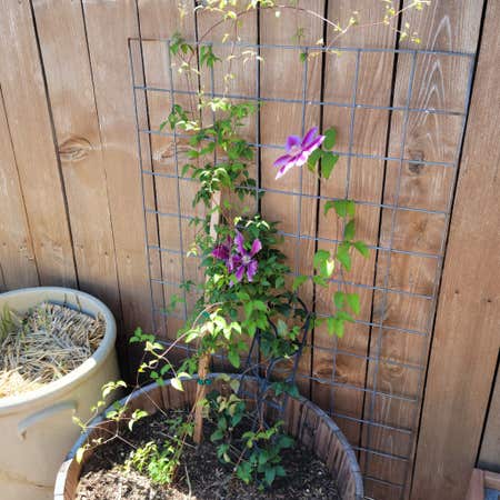Photo of the plant species Crimson Clematis by @RelievedRye named Austen on Greg, the plant care app