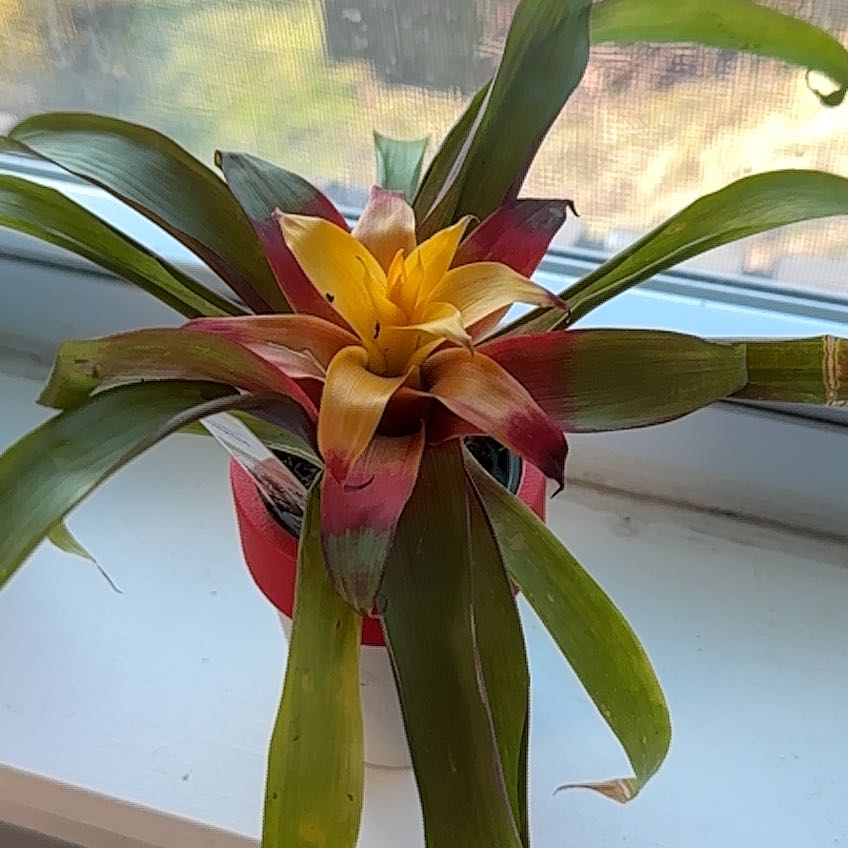 Photo of the plant species Orange Bromeliad by @BrotherlyBeans named Walt on Greg, the plant care app