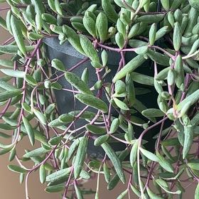 Photo of the plant species Small Red Carpet by @NovelFicus named Zeus on Greg, the plant care app