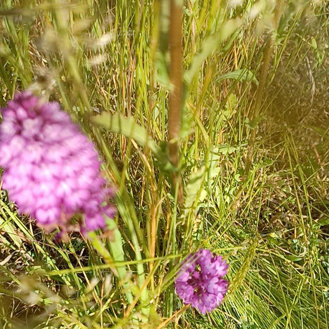 Photo of the plant species Devilsbit by @EagerOregonash named Sproutacus on Greg, the plant care app