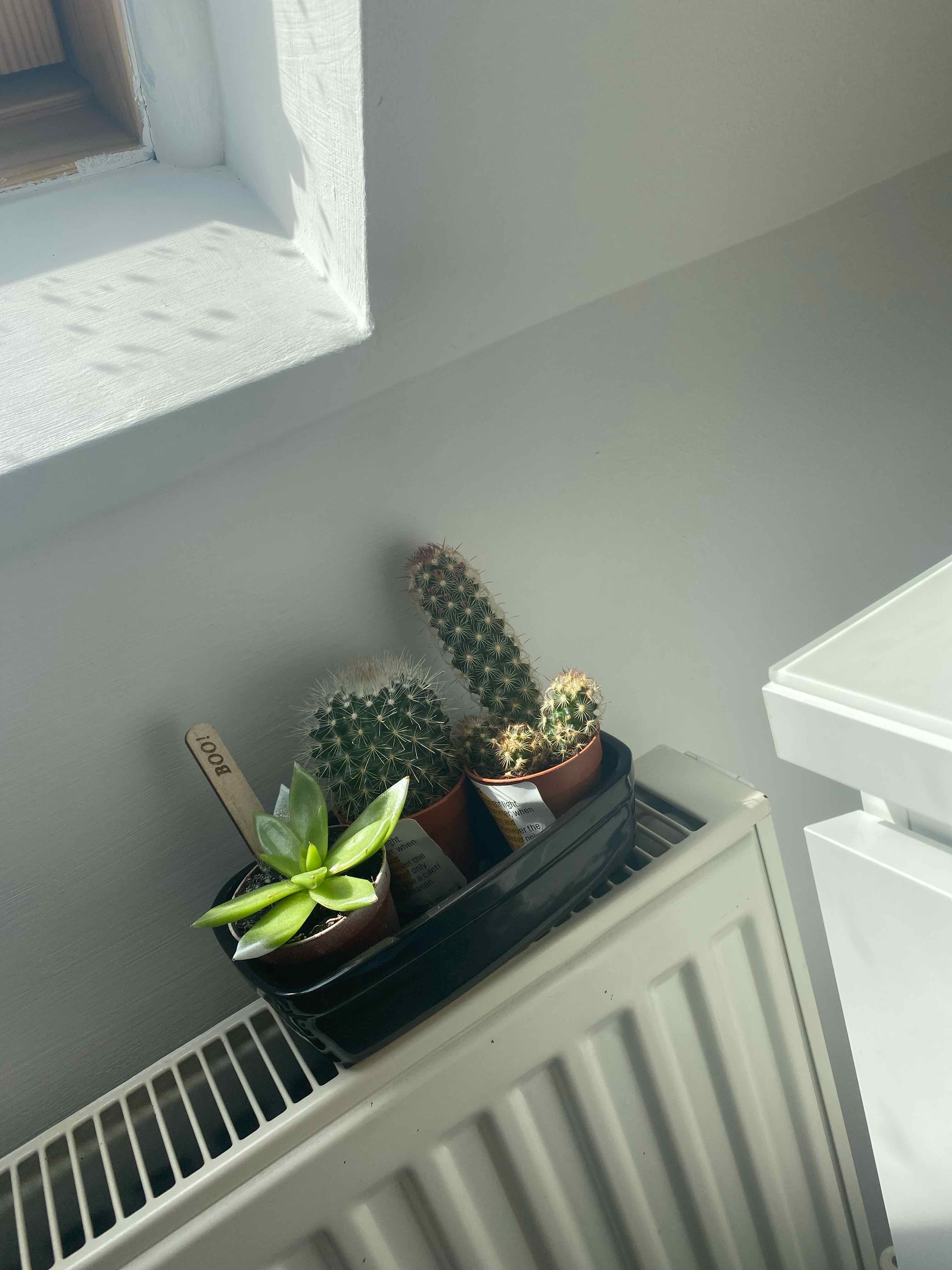 Group of potted plants, including a Lady Finger Cactus, placed on a radiator.