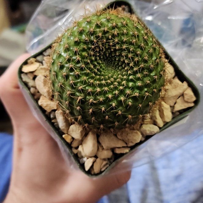 Photo of the plant species Rebutia marsoneri by @BestMuhlygrass named Mochi on Greg, the plant care app