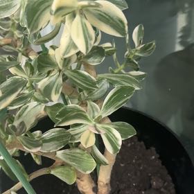 Photo of the plant species Variagated Jade Plant by @IdealMangotree named Gomez on Greg, the plant care app