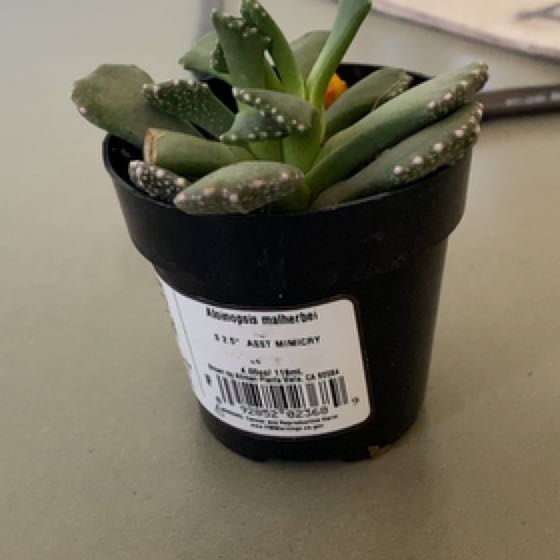 Photo of the plant species Giant Jewel Plant by @ElderFlamevine named Fernie Saunders on Greg, the plant care app