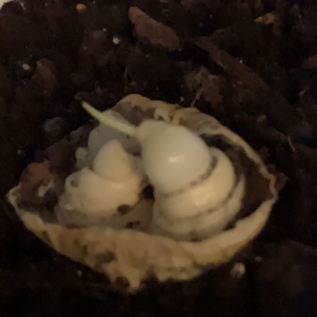 Photo of the plant species small onion by @AmiablePawpaw named Muhammad Ali on Greg, the plant care app