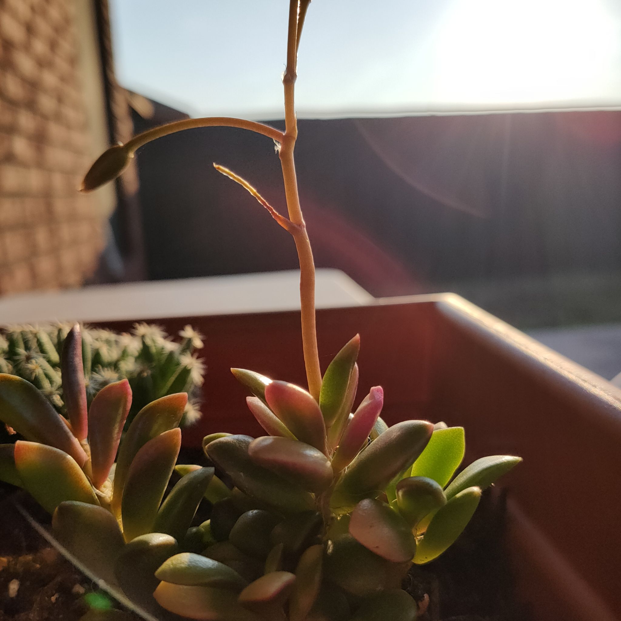Anacampseros telephiastrum 'Variegata' succulent in a pot with visible soil, healthy leaves.
