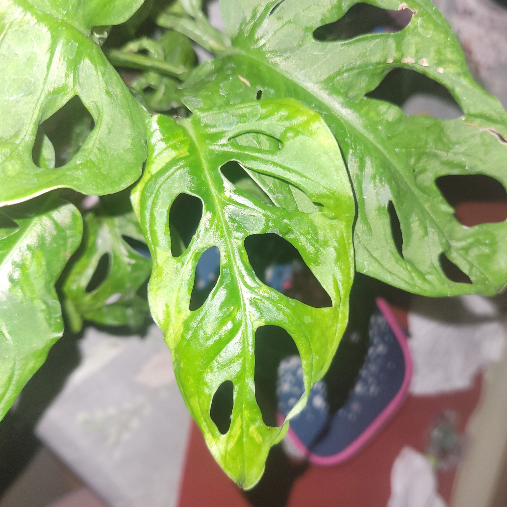 Photo of the plant species Monstera Adansonii Indonesian Marble by @BlessedWinika named Osmo on Greg, the plant care app
