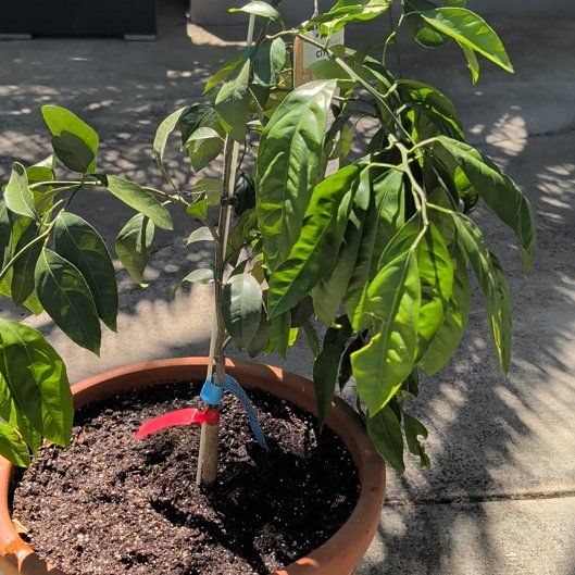 Photo of the plant species Satsuma by @SecureFishhooks named Tupot amaroot on Greg, the plant care app