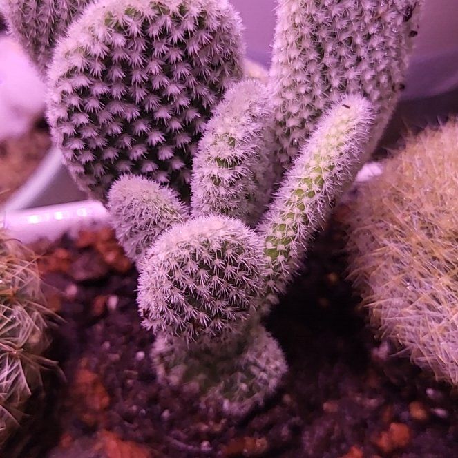 Photo of the plant species Angel wing's cactus by @MerryQuailbush named Treeyoncé on Greg, the plant care app