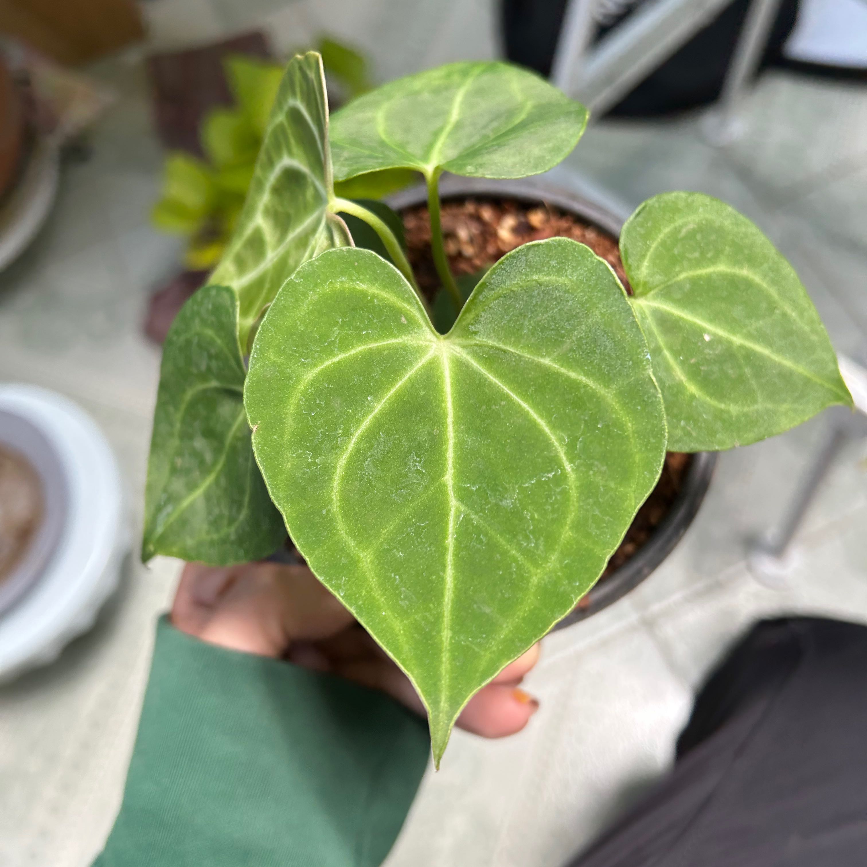 Anthurium crystallinum magnificum plant with vibrant green leaves and prominent white veins.