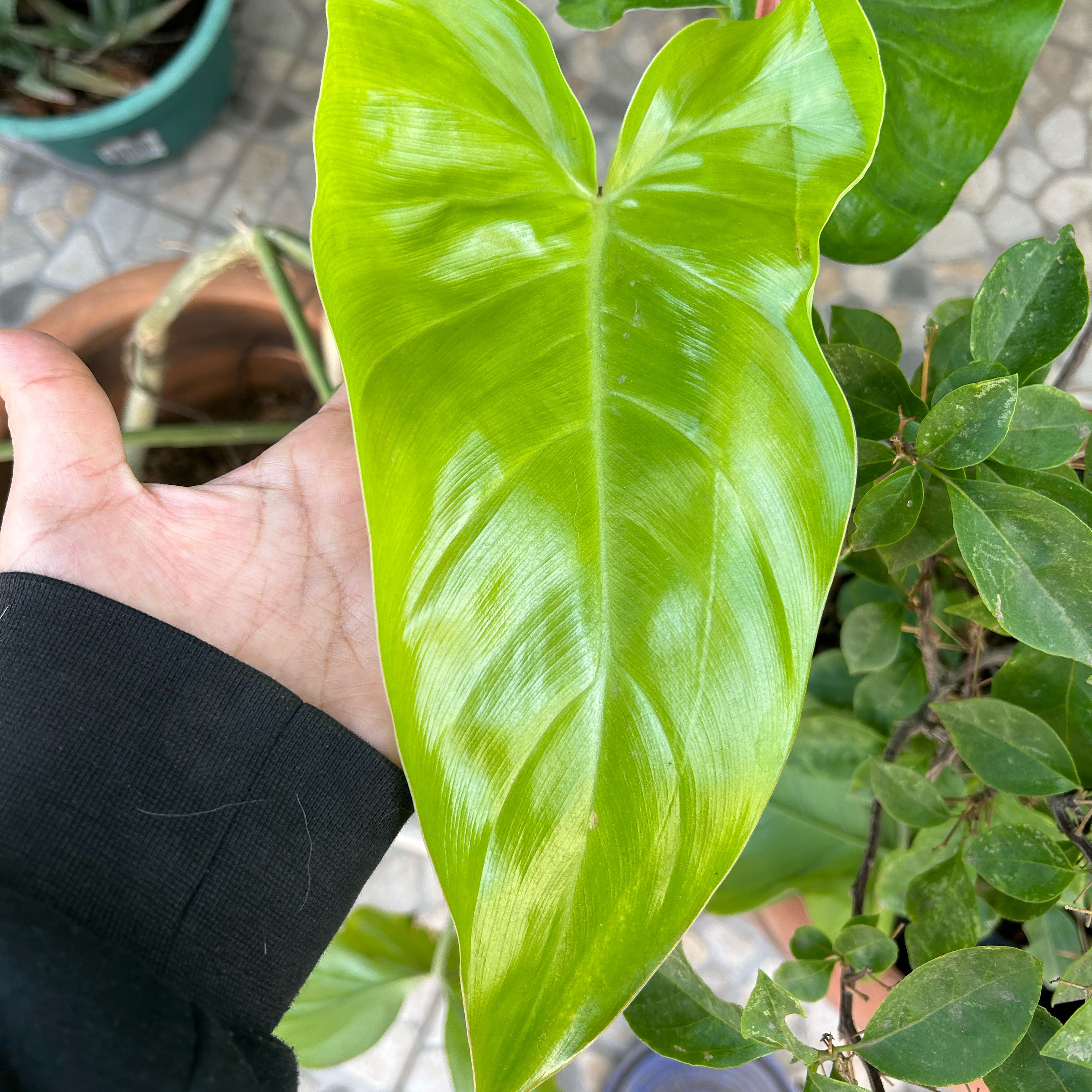 Photo of the plant species sagit by @TidyDaboecia named Rainier on Greg, the plant care app
