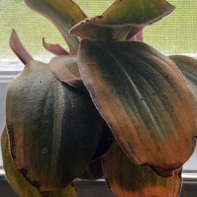 Photo of the plant species Brown Spiderwort by @DynamoCodiaeum named Emeraude on Greg, the plant care app