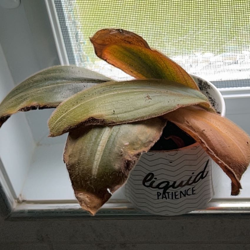 Photo of the plant species Brown Spiderwort by @DynamoCodiaeum named Marley on Greg, the plant care app