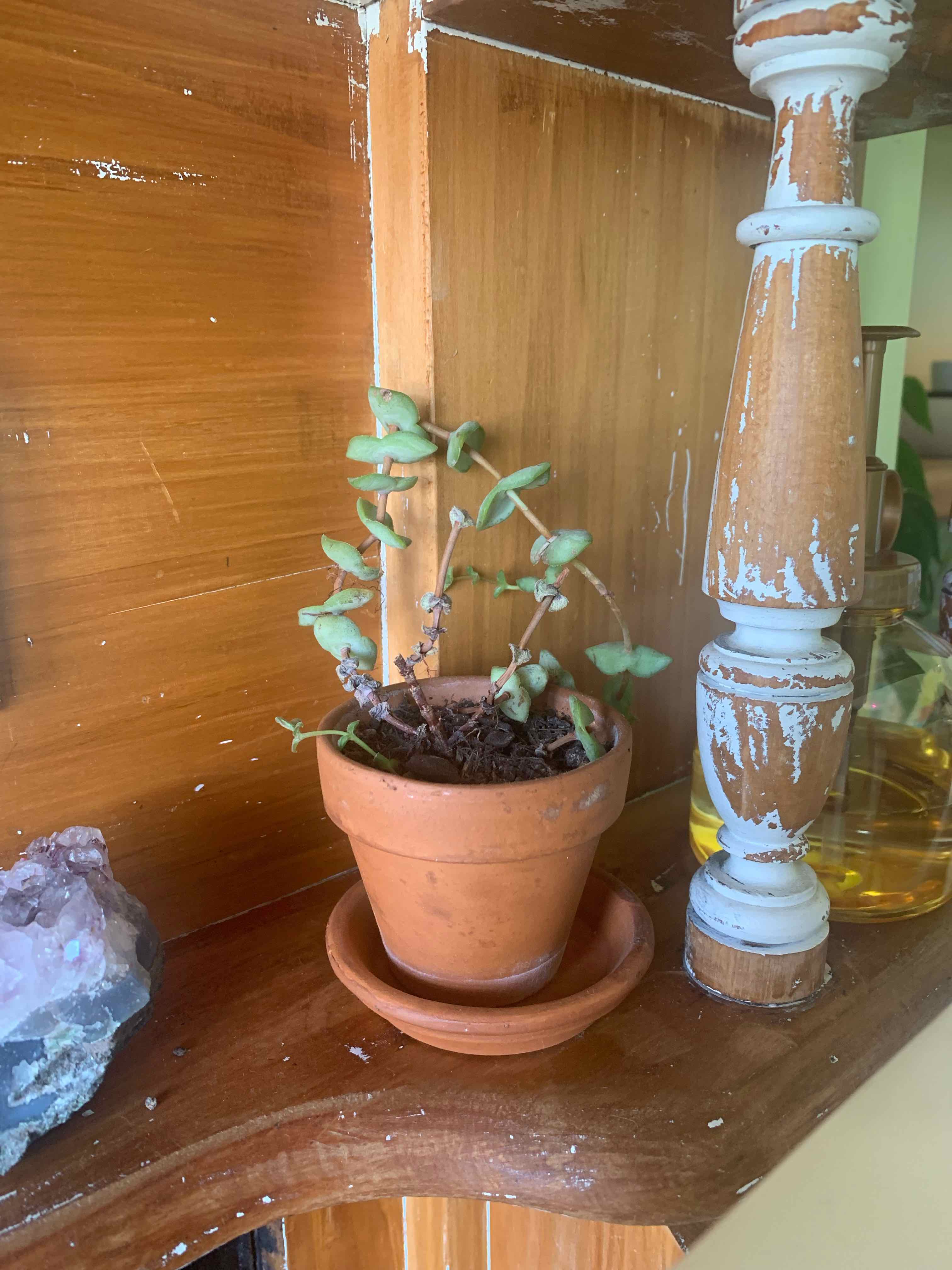 Crassula Rupestris plant photo by Sophie named Baby’s Necklace (Crasula) on Greg, the plant care app.