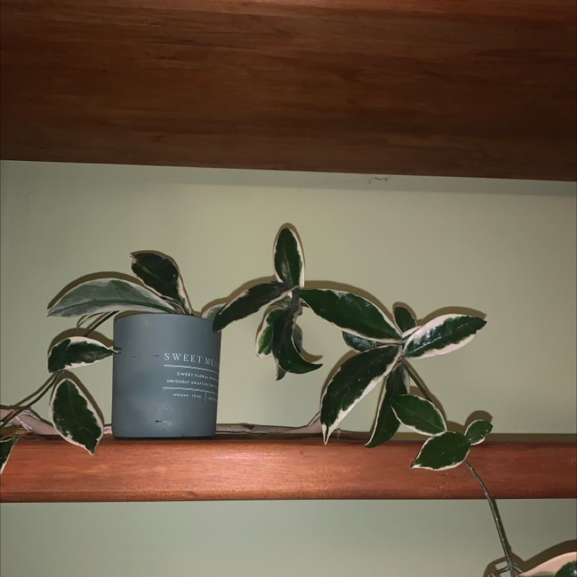 Hoya Krimson Queen plant photo by Sophie named Hoya krimson queen on Greg, the plant care app.