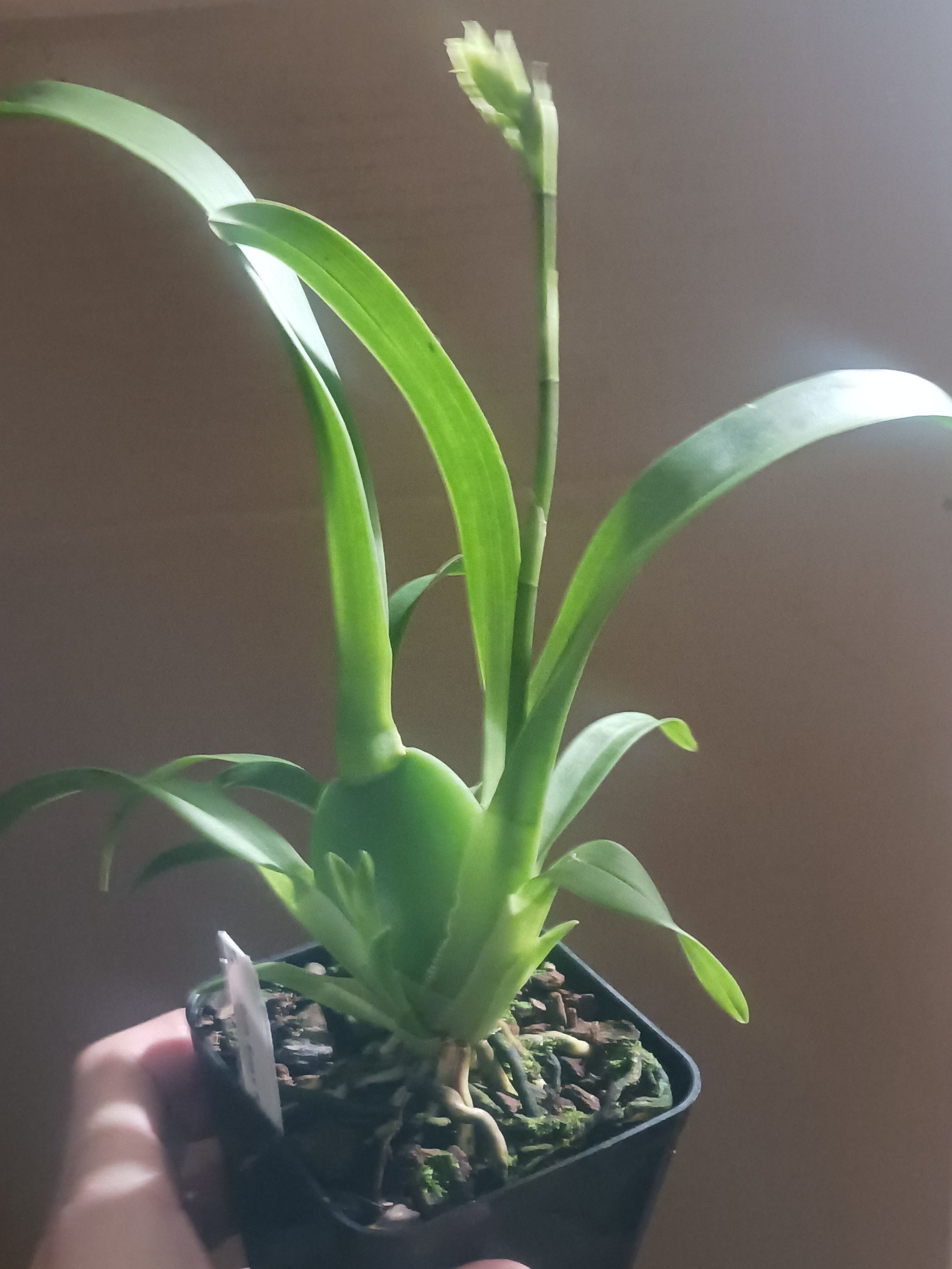 Photo of the plant species Colmanara Masai by @ActualSeedlings named Achilles on Greg, the plant care app