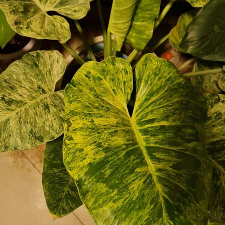 Photo of the plant species blizzard gigantium philodendron by @ProudMachofern named Blizzard Gig on Greg, the plant care app