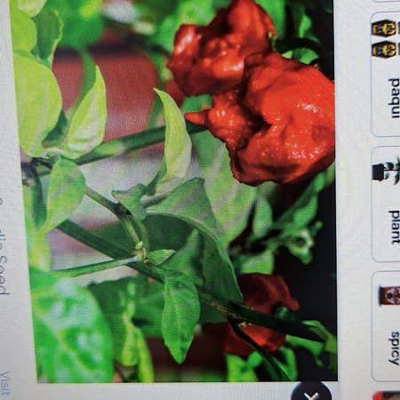 Photo of the plant species Carolina Reaper by @UbiquitaryTaro named John the Reaper on Greg, the plant care app