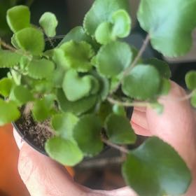 Photo of the plant species California Maidenhair Fern by @KookyLimefiddle named Harper on Greg, the plant care app