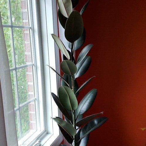 Photo of the plant species Rubber Plant 'Abidjan' by @AssuringAraceae named Ficus elastica on Greg, the plant care app