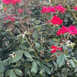 China Rose plant