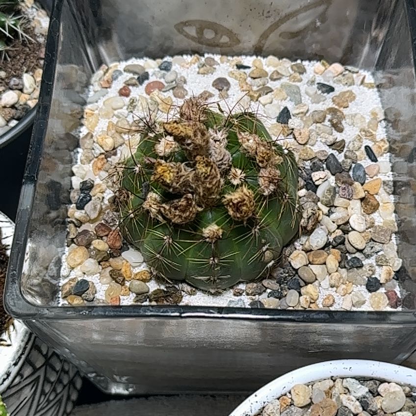 Miniature Barrel Cactus in a pot with gravel top layer, some browning visible.