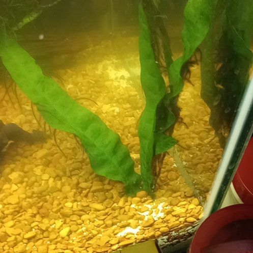 Photo of the plant species Java Fern 'Tropica' by @TrueblueGarlic named Baesil on Greg, the plant care app