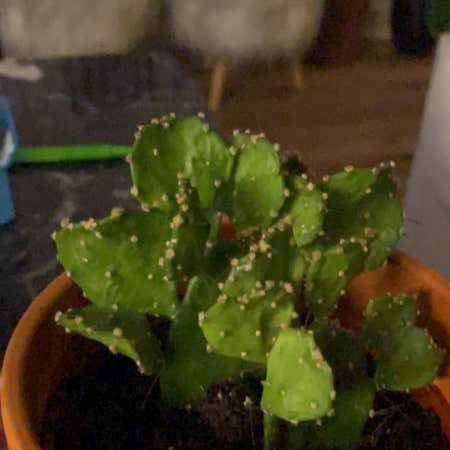 Photo of the plant species Argentine Opuntia by @ExcellentClusia named big leaf smalls on Greg, the plant care app