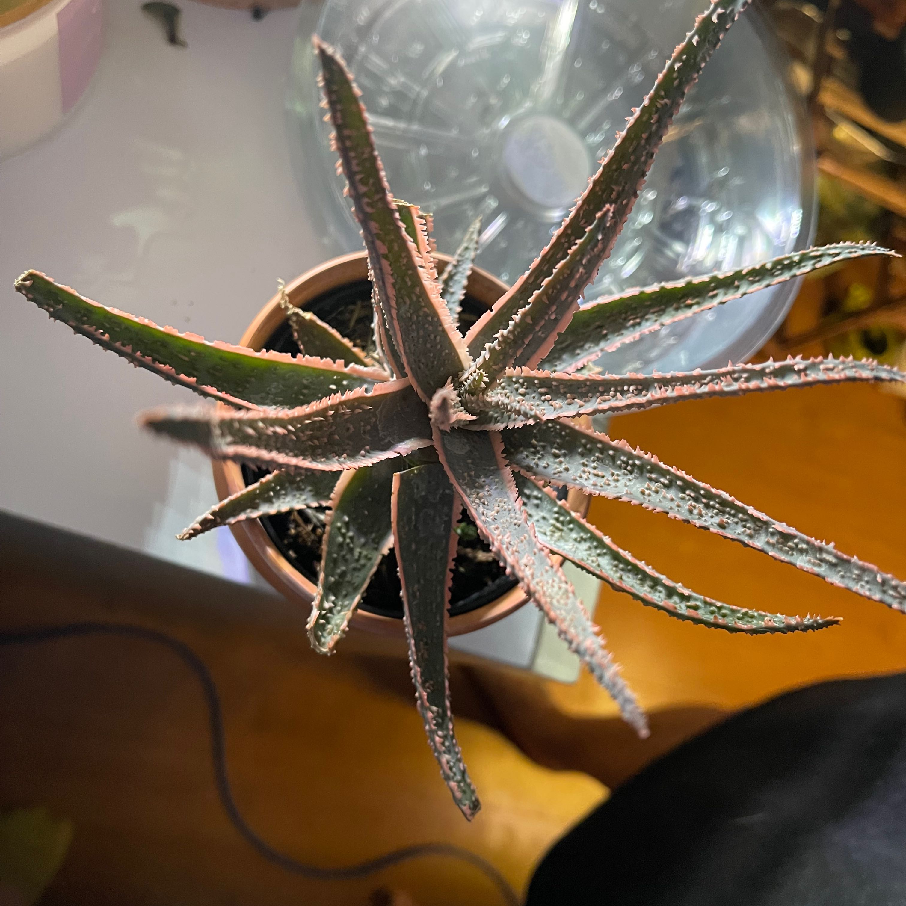 A healthy Aloe 'Christmas Carol' plant in a pot with distinctive red margins on the leaves.