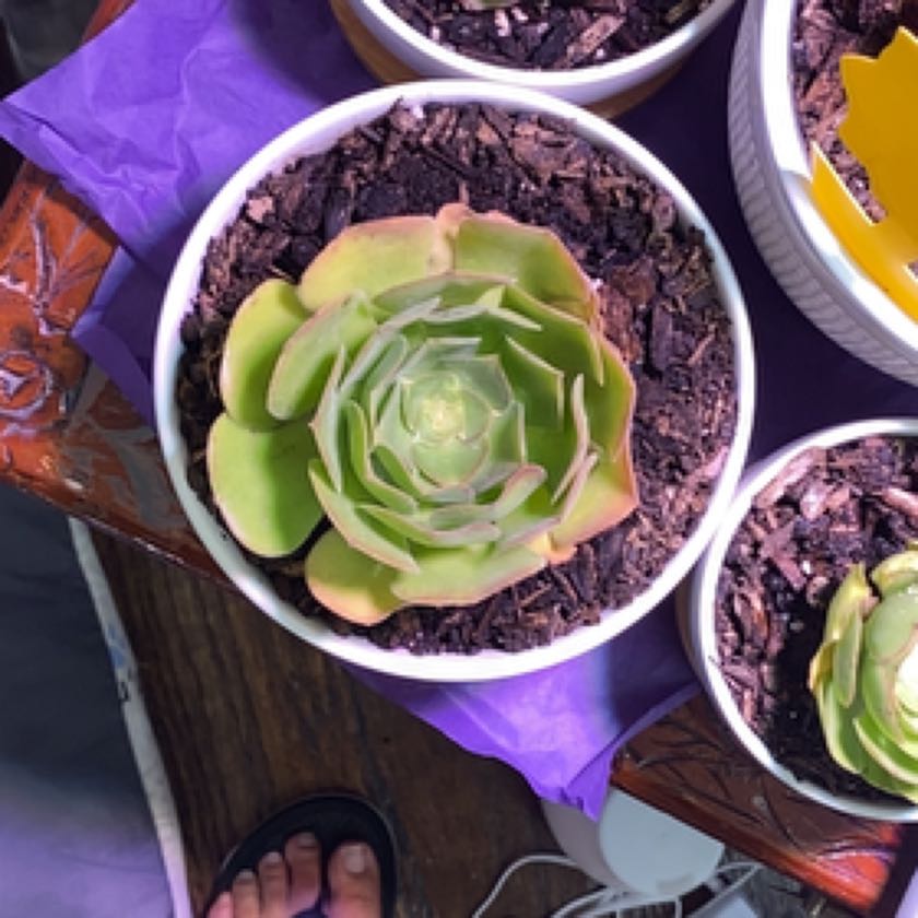 Photo of the plant species Aeonium arboreum 'Green' by @DeluxeSapote named Pax on Greg, the plant care app