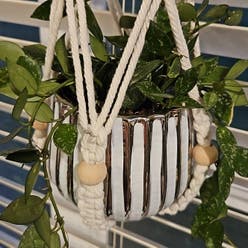 Hoya Pubicalyx plant