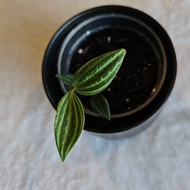 Photo of the plant species Pepperomia santorini by @Odinsmama2021 named Peter Parker on Greg, the plant care app